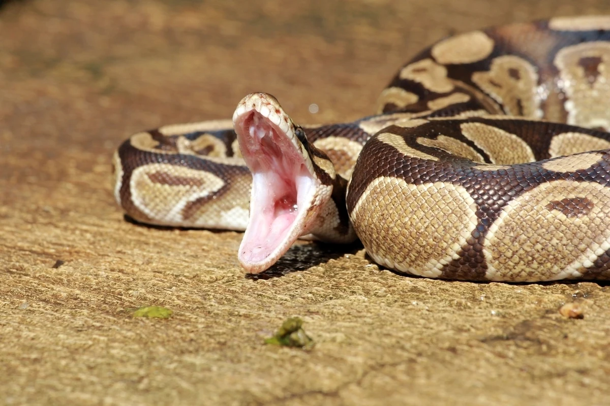 W Indonezji pyton połknął 45-letnią matkę czwórki dzieci. Od 2017 roku to już piąty przypadek, gdy pyton pożarł człowieka w tym regionie.