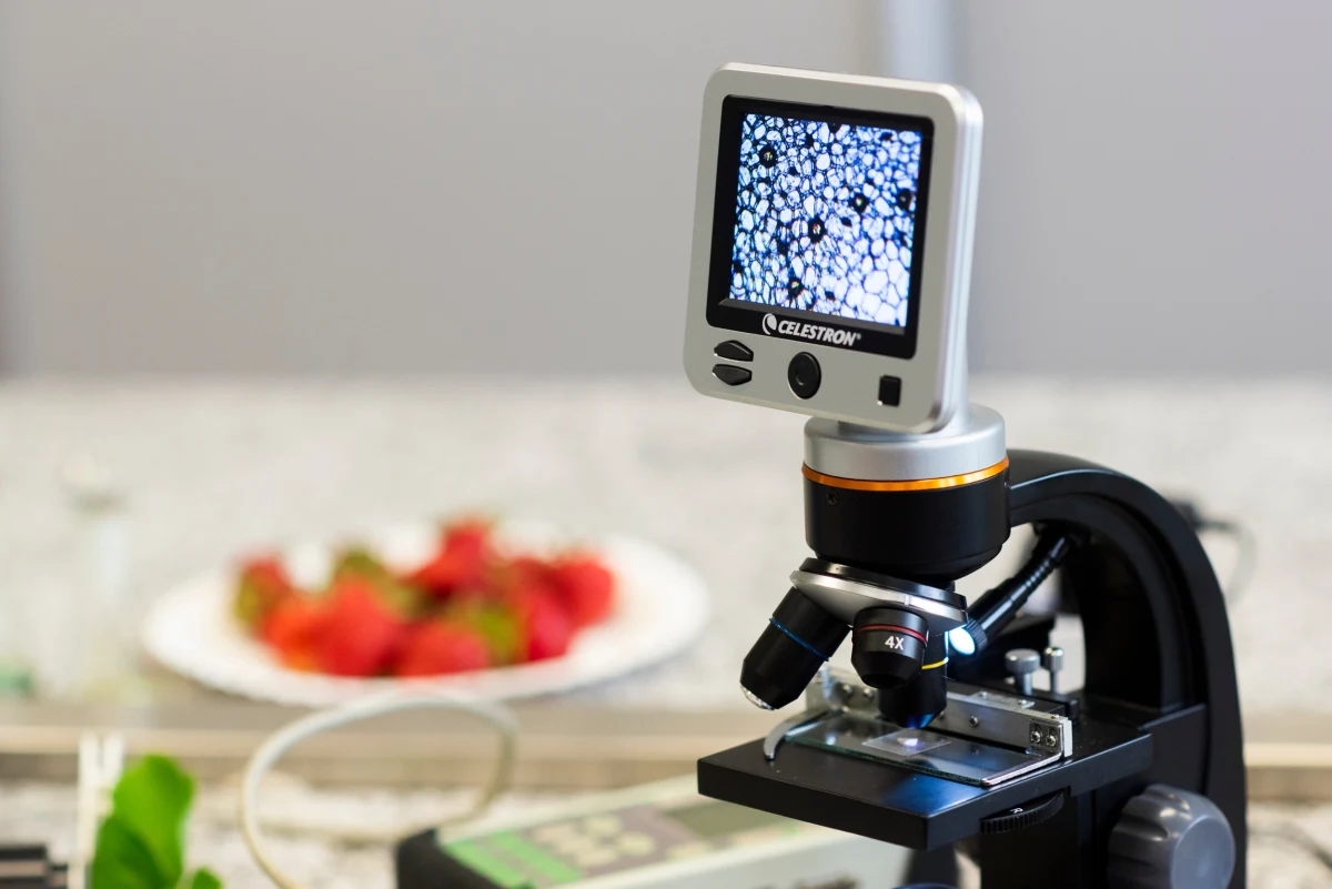 Szczepionka z bakterii ma uczynić truskawki odpornymi na suszę. Naukowcy z Zachodniopomorskiego Uniwersytetu Technologicznego poszukują takich szczepów bakterii, które sprawią, że owoce będą lepiej rosnąć, nawet przy niesprzyjającej pogodzie.