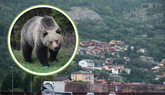 Liczyli głosy, nagle pojawił się niedźwiedź. Panika na północy Włoch