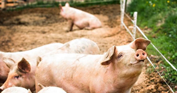 Państwowy Instytut Weterynaryjny potwierdził dwa ogniska afrykańskiego pomoru świń (ASF) w Długiej Goślinie (pow. poznański). W gospodarstwach jest hodowanych ponad 100 świń. 