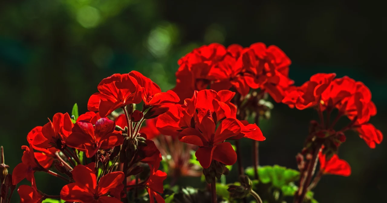  Szybki ratunek dla marnej pelargonii. Zmiksuj dwa składniki i wlej do doniczki