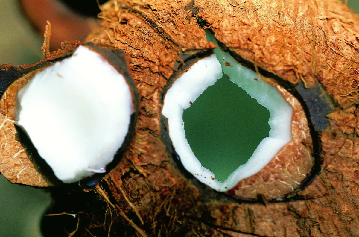 Pomysłowość ludzka nie zna granic, choć w tym przypadku nie służy niczemu dobremu. Kolumbijscy przemytnicy narkotyków opracowali nowy sposób wysyłki kokainy o wysokiej czystości do Europy. Narkotyk ma być mieszany z wodą kokosową i ukrywany wewnątrz owoców. Media nazywają je „narkokokosami”.