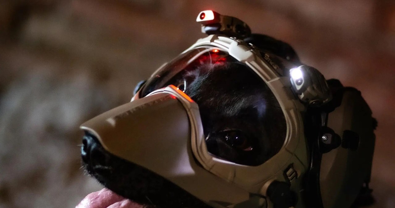 Psy służące w wojsku czy służbach ratunkowych coraz częściej korzystają z zaawansowanego wyposażenia, które ma chronić ich zdrowie w trudnych warunkach. Jednym z najnowszych rozwiązań tego typu jest hełm DarkFighter K9 GEN4.