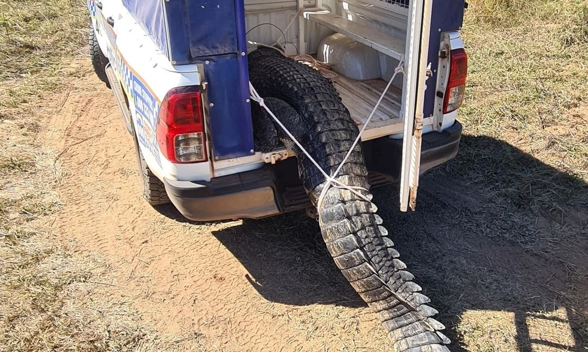 Mierzący 3,6 m krokodyl terroryzował mieszkańców wsi w północnej Australii. Zjadał psy, ale kiedy zaczął łypać na dzieci, mieszkańcy powiedzieli: dość. Gad zakończył żywot w garnku. 