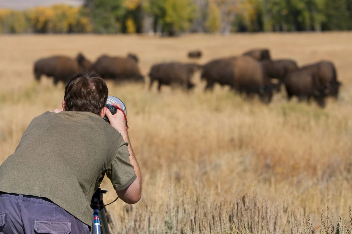 Niezwykle rzadko występujący biały bizon został uchwycony na zdjęciu w Parku Yellowstone w Stanach Zjednoczonych. Rdzenni mieszkańcy mówią, że to omen zwiastujący duże zmiany.
