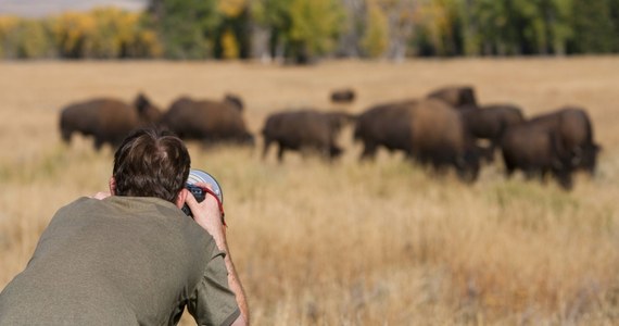 Niezwykle rzadko występujący biały bizon został uchwycony na zdjęciu w Parku Yellowstone w Stanach Zjednoczonych. Rdzenni mieszkańcy mówią, że to omen zwiastujący duże zmiany.