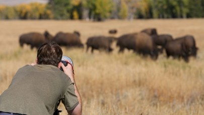 Biały bizon w Yellowstone. Indianie mówią, że to omen