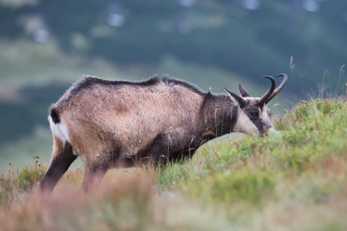 793 kozice naliczyli przyrodnicy w Tatrach. Wspólną polsko-słowacką akcję liczenia tych rzadkich zwierząt przeprowadzono tydzień temu. W ubiegłym roku dopatrzono się 816 kozic w Tatrach.