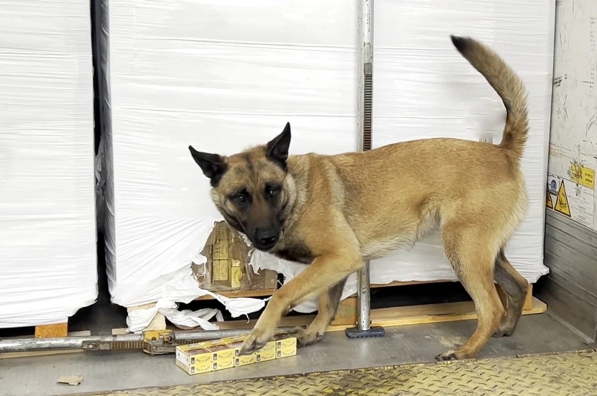 Podlaska Krajowa Administracja Skarbowa (KAS) udaremniła przemyt 520 tys. paczek rosyjskich papierosów. Zgodnie z dokumentami ciężarówka z Litwy miała przewozić jajka. Szacunkowa wartość rynkowa przejętej kontrabandy to niemal 8 mln zł.