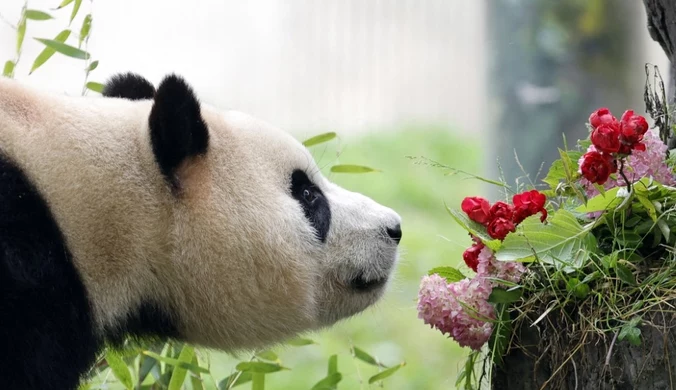 Chiny wyślą pandy do Australii. To "symbol przyjaźni" 