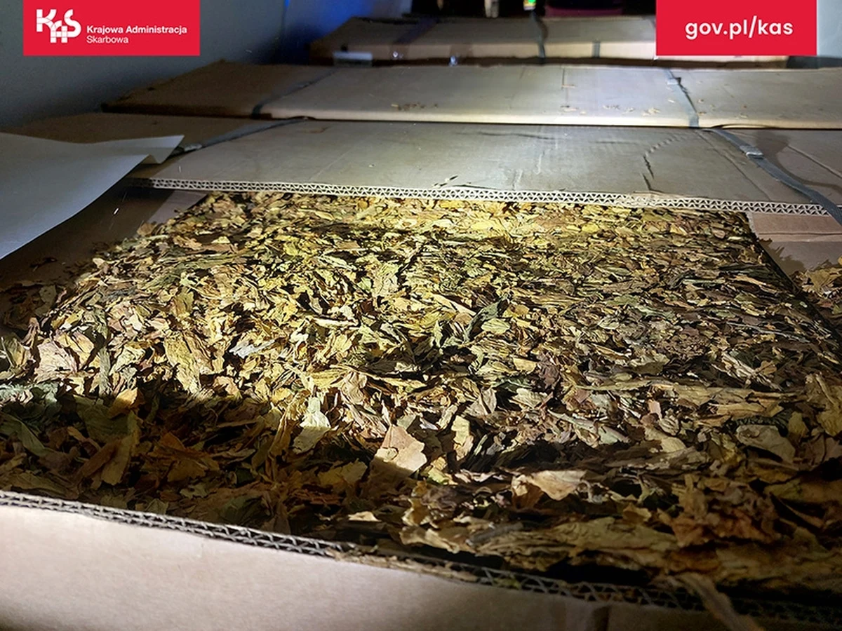 1300 kg nielegalnego tytoniu przejęli funkcjonariusze śląskiej Krajowej Administracji Skarbowej, którzy na autostradzie A1 w Żorach zatrzymali do kontroli samochód dostawczy. Gdyby towar trafił na rynek, Skarb Państwa straciłby ponad 800 tys. zł.