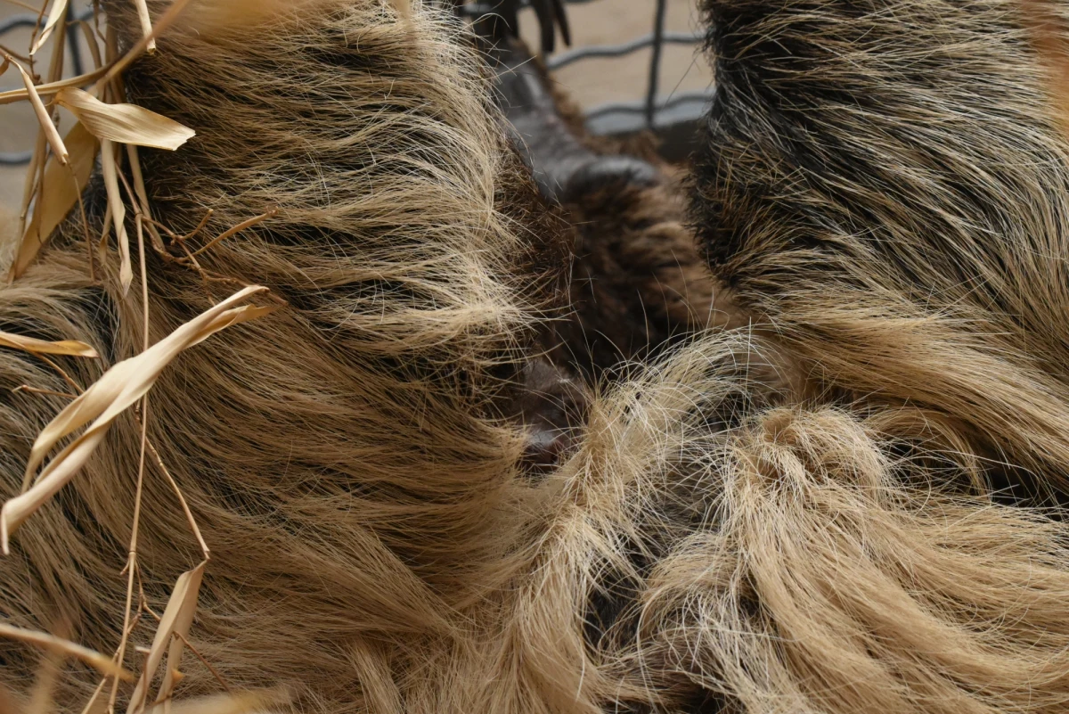 Mały leniwiec, który przyszedł na świat w miniony weekend w ogrodzie zoologicznym w Zamościu, ma za sobą już pierwszy spacer. Maluch nie ma jeszcze imienia. Jego płeć  poznamy za ok. tydzień - mówią pracownicy zoo. 