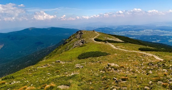 Nowe gatunki jastrzębców (kwiaty z rodziny astrowatych) zostały odkryte na Babiej Górze. To efekt kilkuletnich badań prof. Zbigniewa Szeląga. Rośliny otrzymały nazwy hieracium besseri i hieracium babiogorense - dla upamiętnienia 70-lecia istnienia Babiogórskiego Parku Narodowego. 