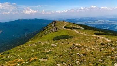 Tych roślin nie ma nigdzie na świecie. Botaniczna sensacja na Babiej Górze 