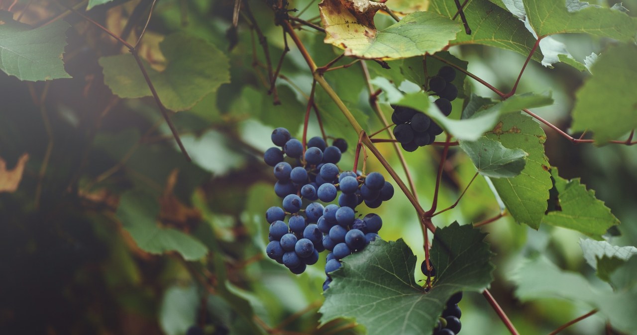 Najpopularniejszy szampan na świecie. Butelki leżakują w piwnicach choćby 7 lat