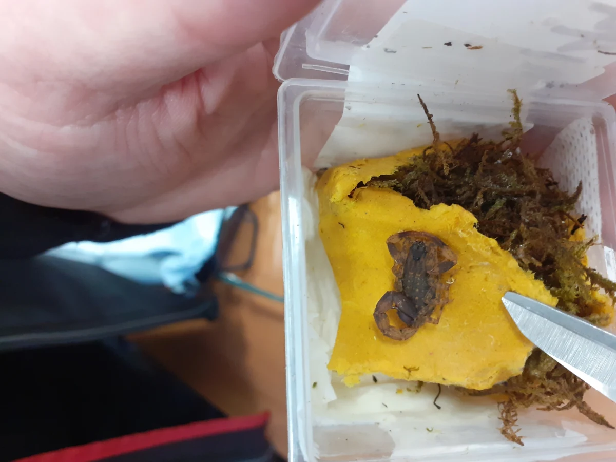 Na przesyłkę pełną żywych skorpionów natknęli się zachodniopomorscy funkcjonariusze służby celno-skarbowej. Pajęczaki znajdowały się w paczce z Hong Kongu, która według deklaracji, miała zawierać narzędzia ogrodowe.