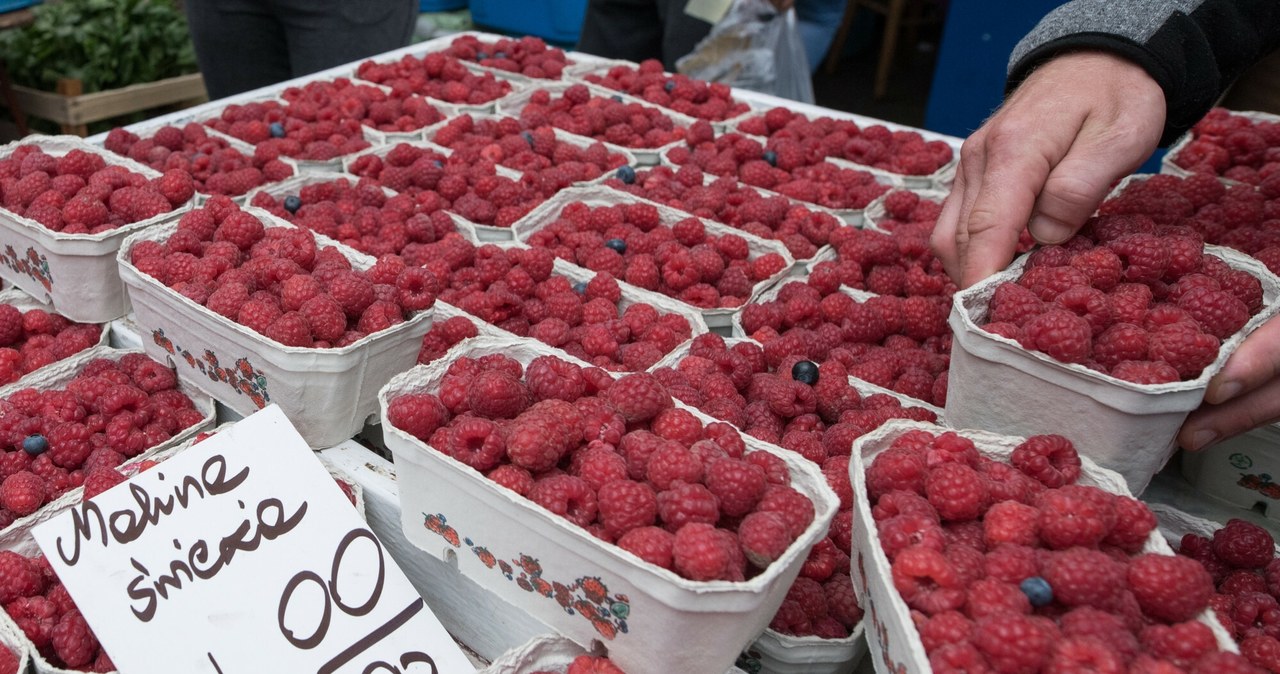 Plantatorzy, malin, załamani, niskimi, cenami, owoców, Mówią, stawki, skupie, poziomie, sprzed, tymczasem, koszty, produkcji, na Producenci malin mają dość, wyjdą na ulice. Chcą spotkania z rządem