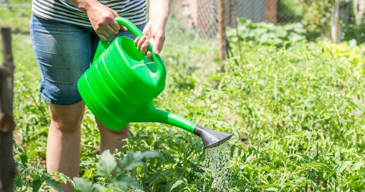 Przelałeś pomidory? W ten sposób możesz uratować krzaczki i zbiory