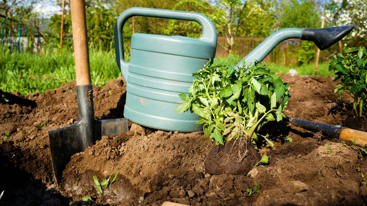 Rodziny należące do wspólnoty apostolskiej w Hurungwe w prowincji Maszona Zachodnia w zachodniej części Zimbabwe potajemnie pogrzebały ponad 40 dzieci. Groby - dla zatarcia śladów - zamieniły w grządki słodkich ziemniaków i pomidorów - powiadomił  Celestino Dhege, szef służb medycznych prowincji.