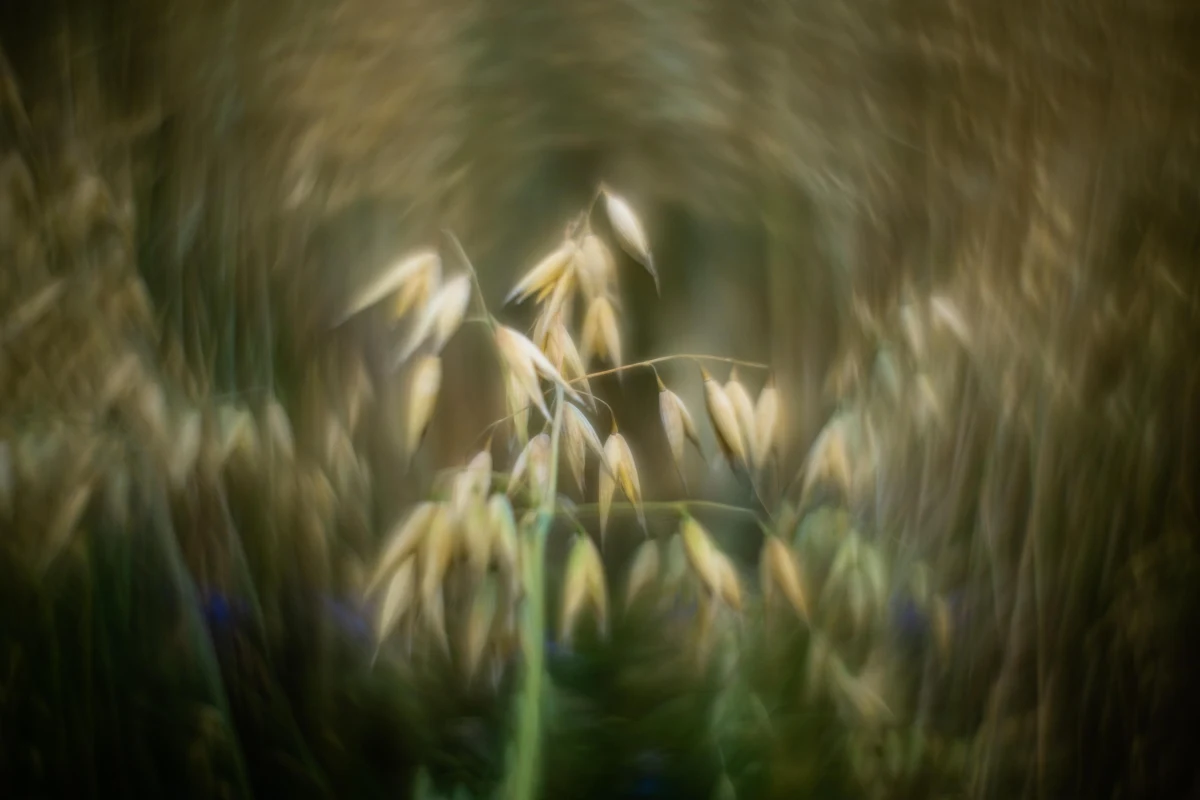 Komisja Europejska wprowadza ponownie cło na ukraiński owies importowany do krajów UE, w tym Polski. Niedługo wrócą także cła na ukraińskie jaja i cukier - dowiedziała się brukselska korespondentka RMF FM Katarzyna Szymańska-Borginon. "To efekt zapisów nowej umowy handlowej z Ukrainą, która przewiduje ograniczenia ilościowe w imporcie rolnym" - powiedział rzecznik KE Olof Gill.