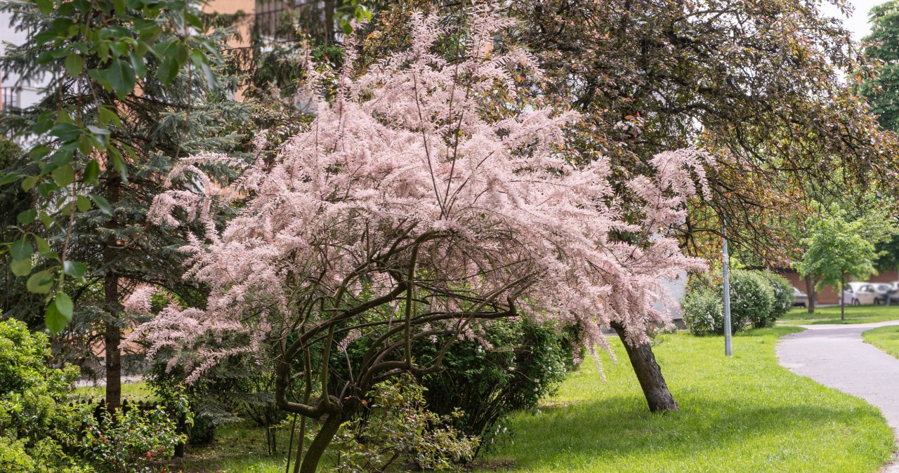 Tamaryszek idealnie sprawdza się w ogrodzie. Wygląda jak chmura
