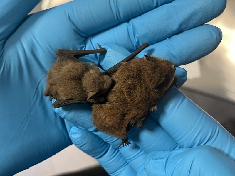 /Straż Miejska Warszawy /