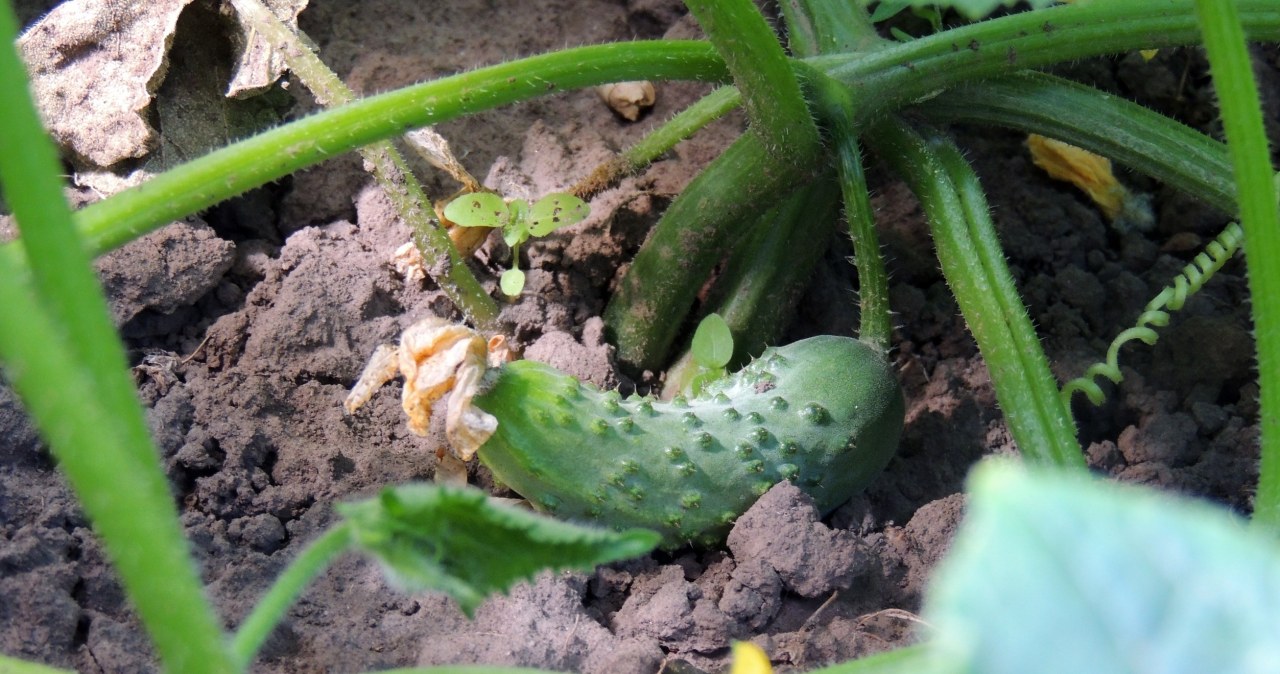 Posadź to w miejscu po ogórkach. Będziesz mieć duże plony bez wyjaławiania gleby