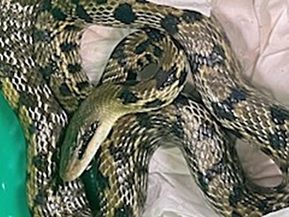 Do domu przy ul. Wieśniaczej na Bemowie wpełzł w nocy groźnie wyglądający wąż. Przestraszeni mieszkańcy zawiadomili policję, która poprosiła o pomoc Ekopatrol straży miejskiej.
