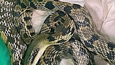 Wąż tajwański wpełzł w nocy do domu na Bemowie