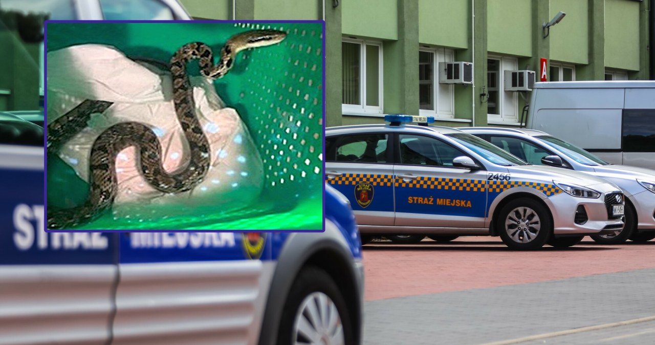 Wąż tajwański nocą grasował po salonie. Nie było łatwo go schwytać