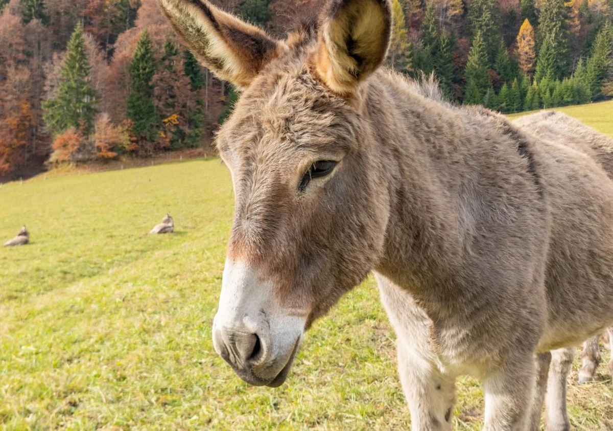 Osioł imieniem Diesel, który przed pięciu laty zaginął kalifornijskim właścicielom, odnalazł się niespodziewanie - został sfilmowany w stadzie dzikich jeleni, które, jak się wydaje, ostrzega przed zagrożeniami. 