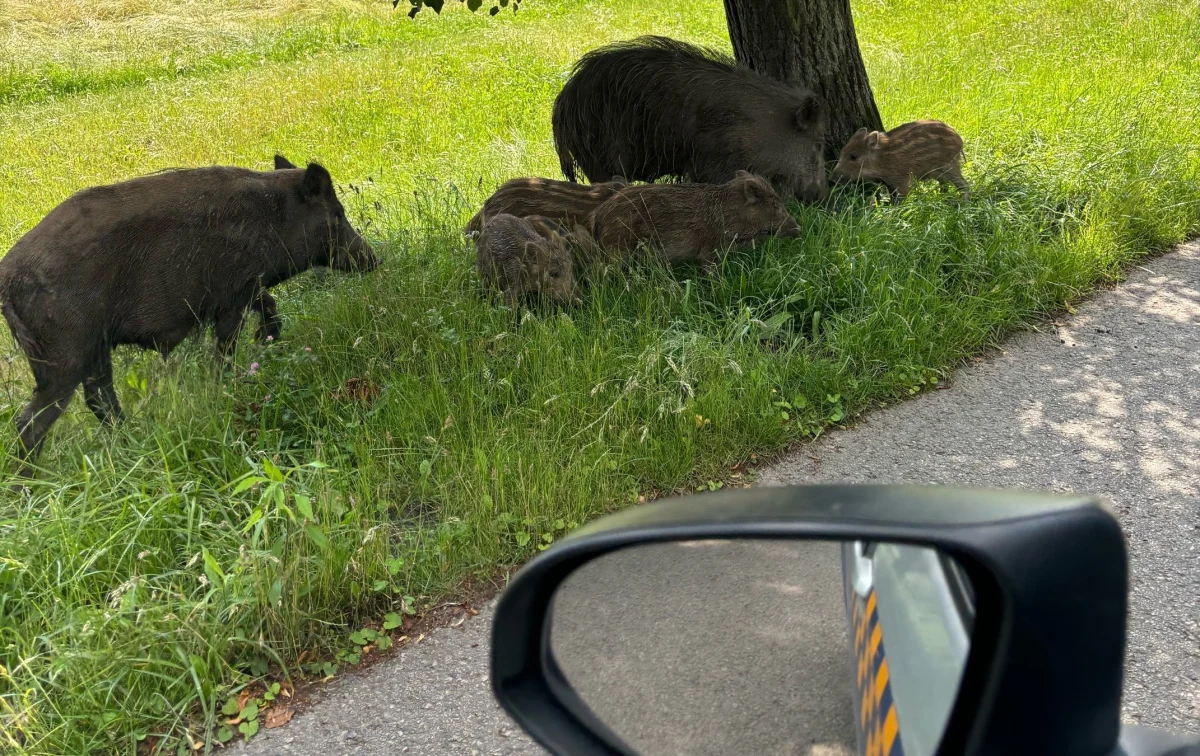 Ten widok zaskoczył w niedzielę krakowian i turystów. Po Błoniach spacerowała gromada dzików. Potrzebna była interwencja straży miejskiej.