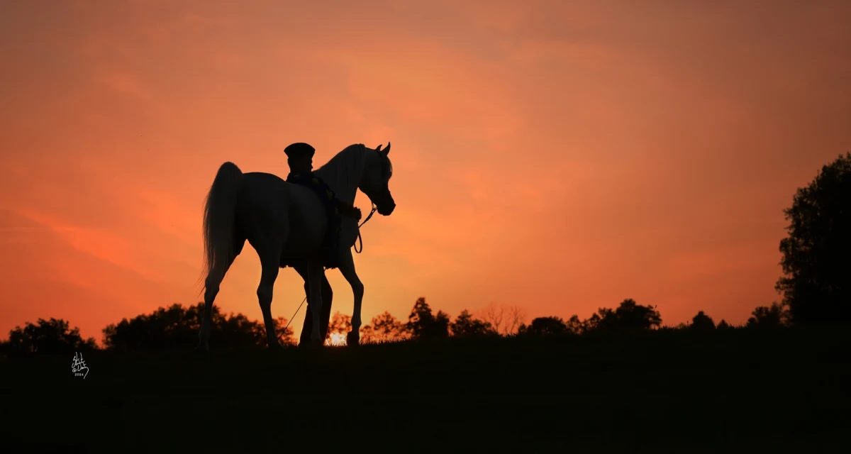 W dniach 9-13 sierpnia br. radio RMF FM zaprasza do stadnin koni Janów Podlaski i Michałów na Dni Konia Arabskiego, na które złożą się: zawody sportowe, Narodowy Pokaz Koni Czystej Krwi Arabskiej, aukcje Pride of Poland i Summer Sale oraz parady hodowlane w obu państwowych stadninach.