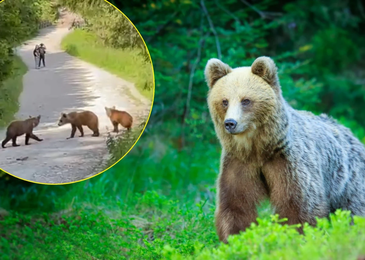 "Nikt nie podchodził do niedźwiedzicy z młodymi, a one wkrótce odeszły w swoją stronę. Brawa dla turystów za odpowiedzialne zachowanie!" - napisali pracownicy Polskiego Towarzystwa Tatrzańskiego po zdarzeniu, do którego doszło w Dolinie Chochołowskiej. 