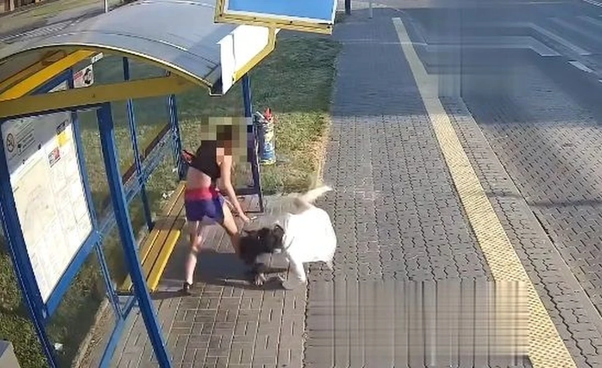 Jest zarzut dla 26-letniej sprawczyni brutalnej napaści na przystanku w Pabianicach. Na nagraniu z monitoringu widać, jak mocno bije inną kobietę i rzuca ją na chodnik. Chce wymierzyć kolejne ciosy, ale nagle przestaje atakować. Agresorka przyznała, że... pomyliła osoby. 
