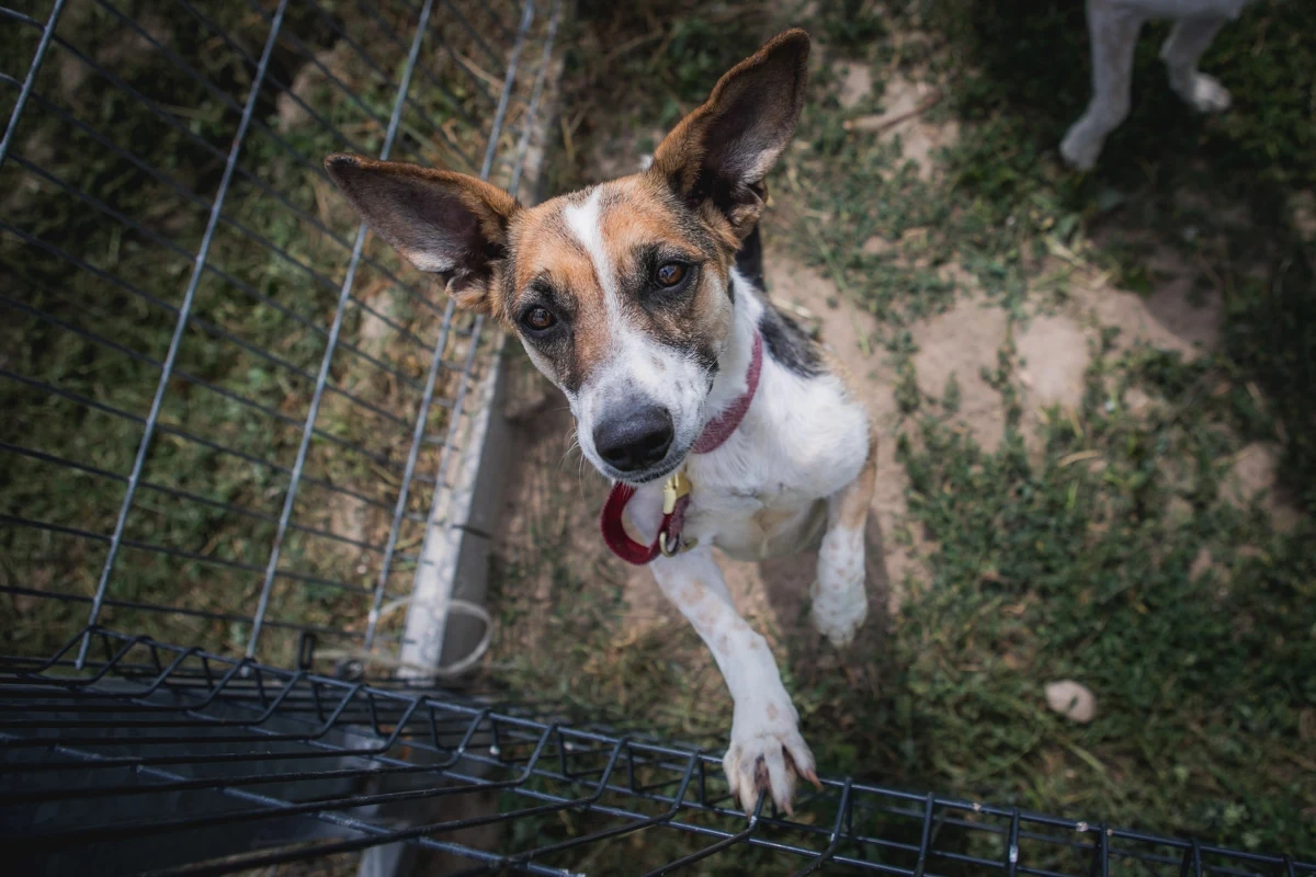 Schronisko dla bezdomnych zwierząt w Ostrowie Wielkopolskim wkrótce będzie nosić imię Jana Lityńskiego. Działacz społeczny, dziennikarz i opozycjonista z czasów PRL w 2021 roku utonął ratując własnego psa. 