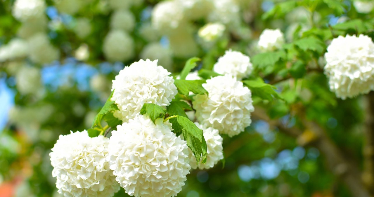Alternatywa dla hortensji w ogrodzie. Jest dużo bardziej odporna i mniej wymagająca