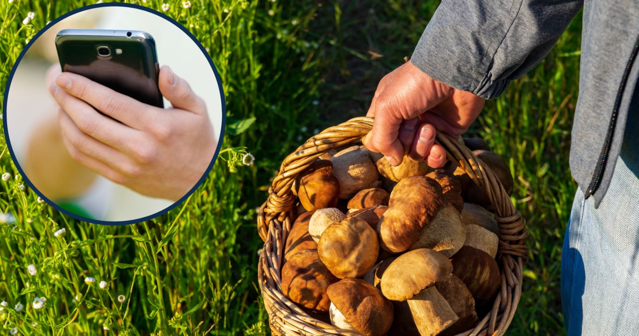  Wybierasz się na grzyby? Te aplikacje podpowiedzą, które gatunki warto zbierać