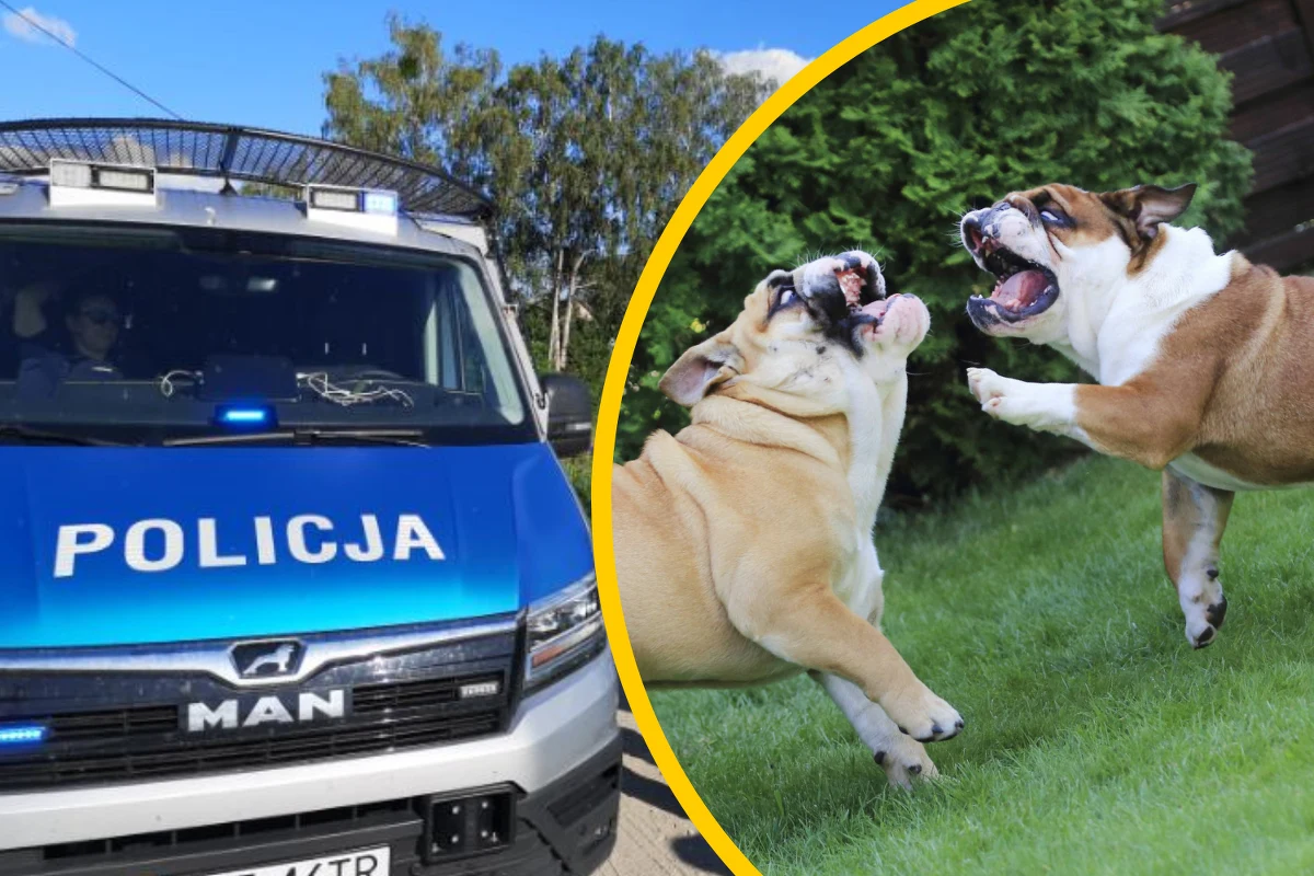 Tragedia w małej miejscowości w gminie Barczewo koło Olsztyna (woj. warmińsko-mazurskie). Psy zagryzły 7-letnią dziewczynkę.