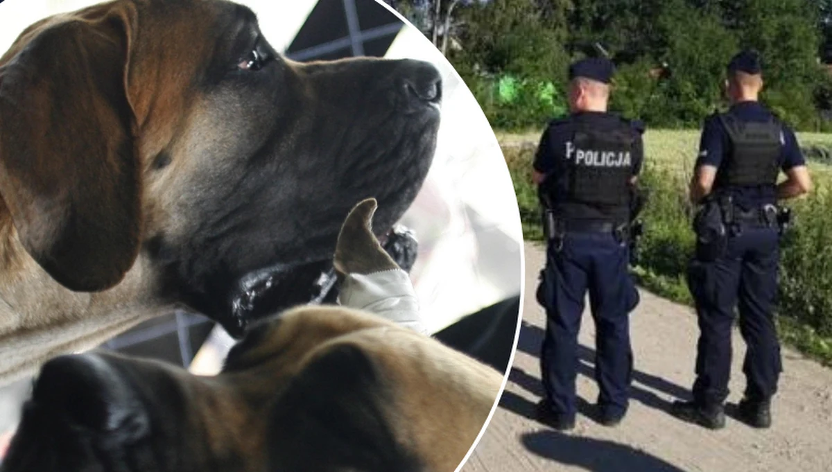 Prokuratura Rejonowa Olsztyn-Północ wszczęła śledztwo w kierunku narażenia dziecka na bezpośrednie niebezpieczeństwo utraty życia. Jutro ma odbyć się sekcja zwłok 7-letniej Natalii, która wczoraj została zagryziona przez psy. Do tej tragicznej śmierci doszło na posesji w małej miejscowości w gminie Barczewo koło Olsztyna.  