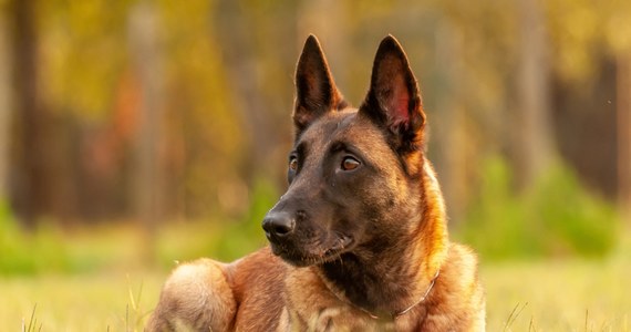 W Grudziądzu dwa owczarki belgijskie rzuciły się na 13-latka. Chłopiec zaczął głośno wzywać pomocy, z opresji wybawił go policjant, który po służbie wracał do domu. Dziecko trafiło pod opiekę lekarzy.     