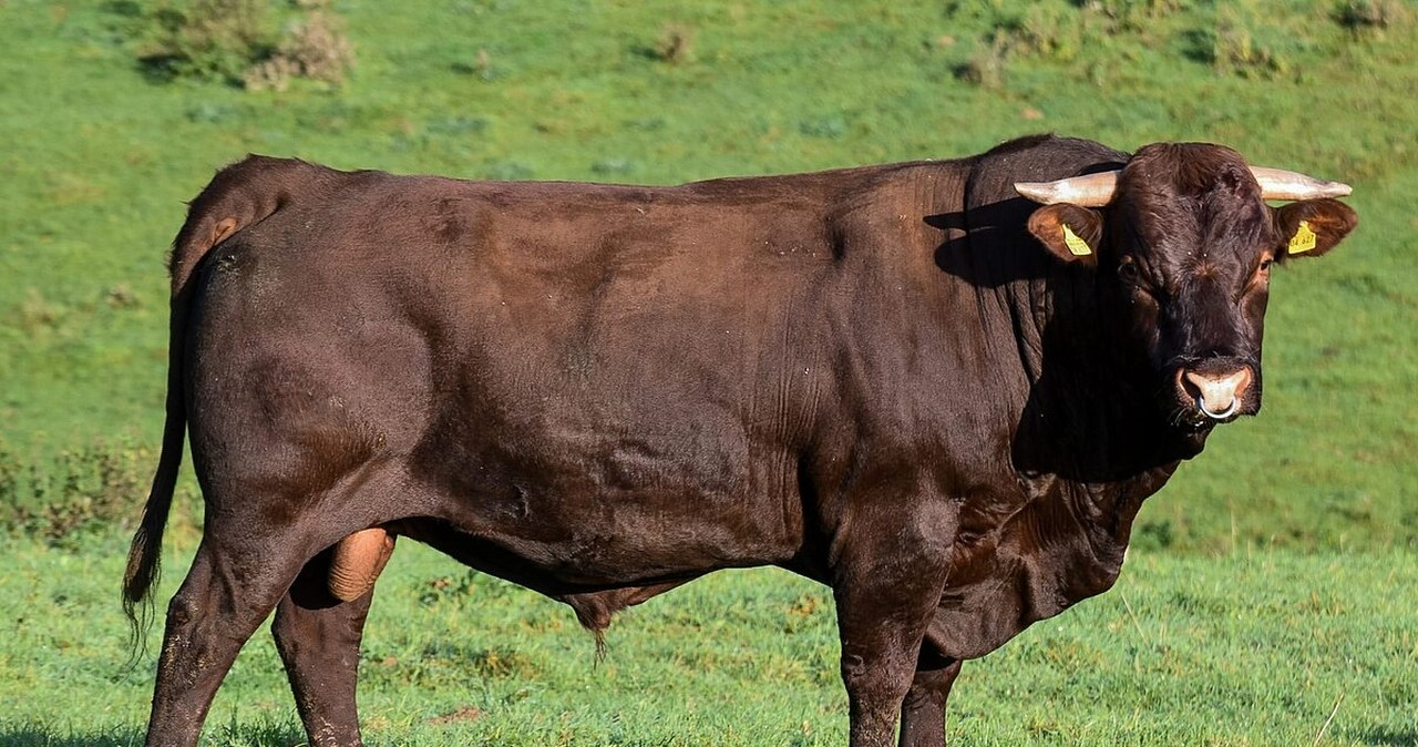 Wielkie przyjęcia sprzed 2000 lat. Archeolodzy odkryli dowody