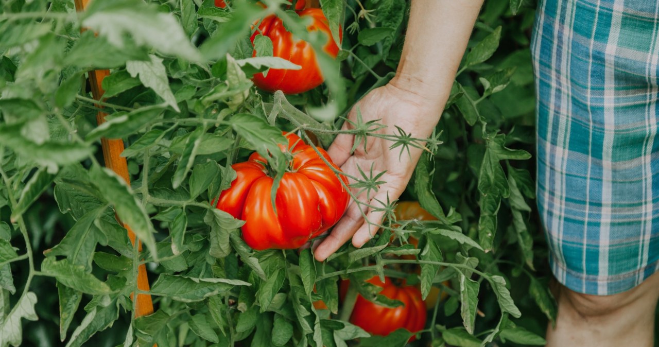 Wyrzucasz liście zerwane z pomidorów? To błąd. Tak możesz je wykorzystać