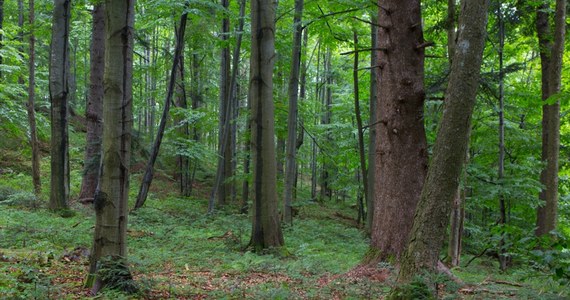 Nadleśnictwo Leżajsk wydało zakaz wstępu do lasu z powodu zniszczeń spowodowanych przez huragan. Żywioł powalił drzewa na 200 hektarach, powodując szkody większe niż pierwotnie sądzono. Zakaz ma obowiązywać do końca września i dotyczy leśnictw Brzyska Wola oraz Kulno.


