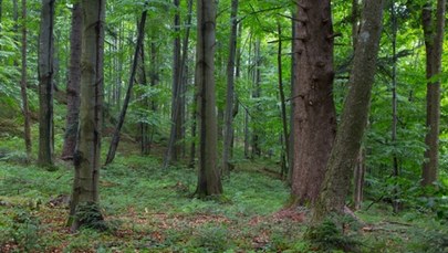 Zakaz wstępu do lasu w nadleśnictwie Leżajsk. Huragan powalił drzewa na 200 ha