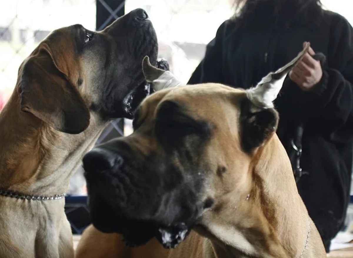 Pogryzienie przez psa lub psy skutkowało śmiercią 7-latki z Barczewa - takie są wstępne wyniki sekcji zwłok dziewczynki, o czym poinformowała prokuratura. Do tragicznego zdarzenia doszło we wtorek.