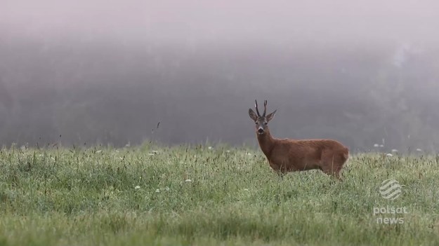 Wydaje się, że szczekanie jest zarezerwowane wyłącznie dla psów. Tymczasem podobny odgłos możemy usłyszeć również w lesie. I nie będzie to zagubiony wiejski burek. Identyczny sposób komunikacji jak psy maja bowiem  - i to może być zaskoczeniem - sarny. O tym dlaczego szczekają i co ten dźwięk oznacza w sarnim języku opowie Marcin Szumowski.