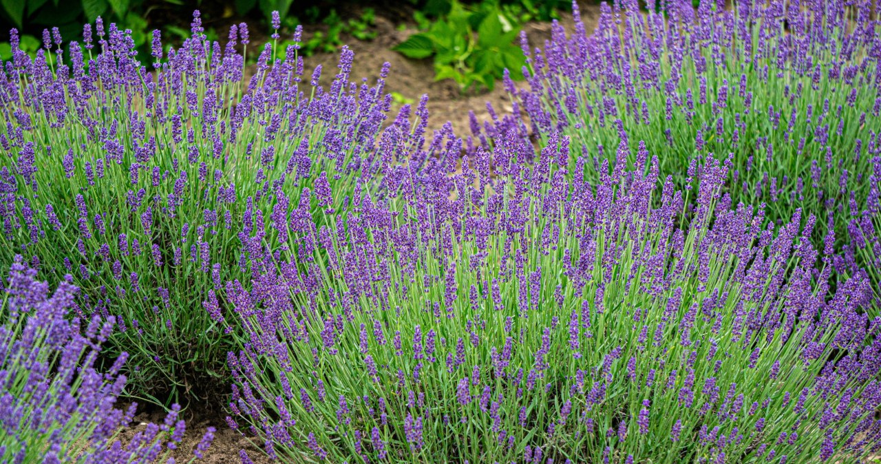 Regularnie podlewaj lawendę odżywczą miksturą. Będzie bujnie kwitła