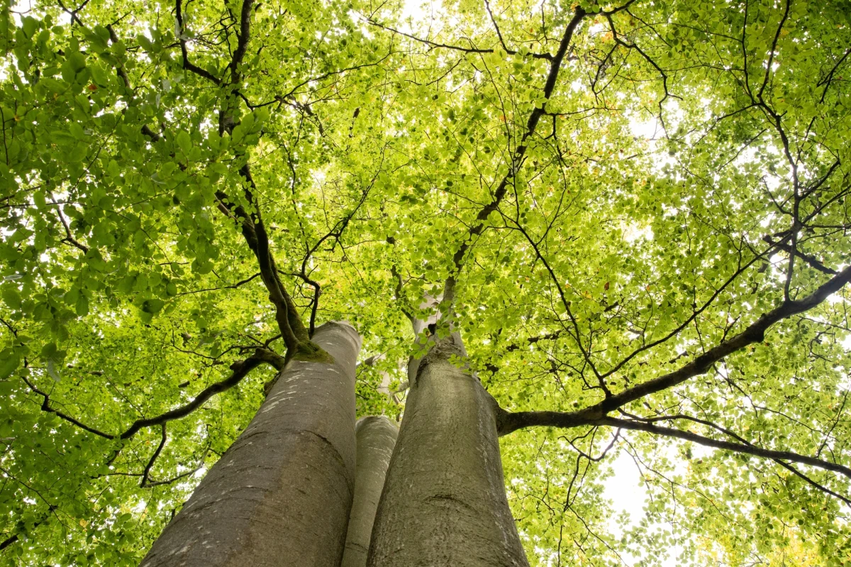 Buk Serce Wzgórz Dalkowskich głosami internautów został wybrany Drzewem Roku 2024. „300-letni dalkowski buk purpurowy rośnie w zabytkowym parku przy XVI-wiecznym pałacu w Dalkowie w gminie Gaworzyce w Dolnośląskiem i jest centrum życia mikroregionu. Legenda głosi, że drzewo to spełnia marzenia. Turyści często wrzucają do dziupli w buku łupinki bukowe z własnymi życzeniami” – poinformował Klub Gaja.