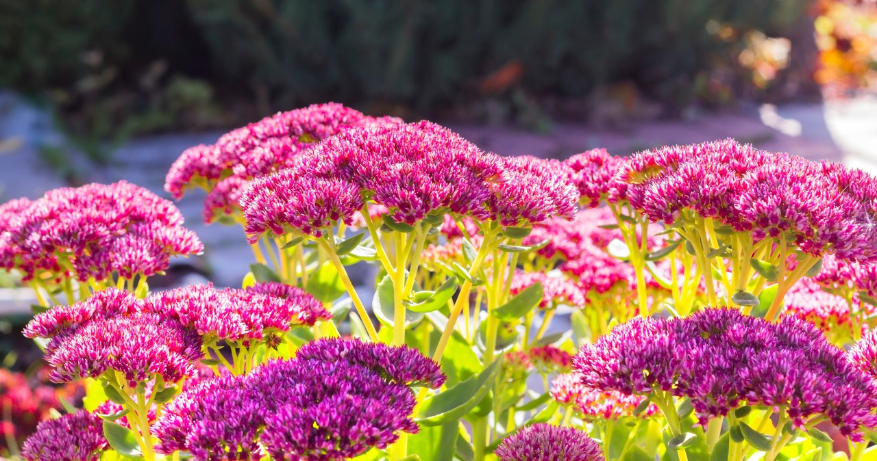 ​Te kwiaty przetrwają każdą suszę. Do tego odstraszają ślimaki